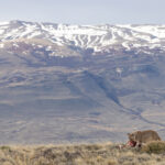 The Situation - Rupestre’s kill in a vast Patagonian landscape (image by Mike Watson)