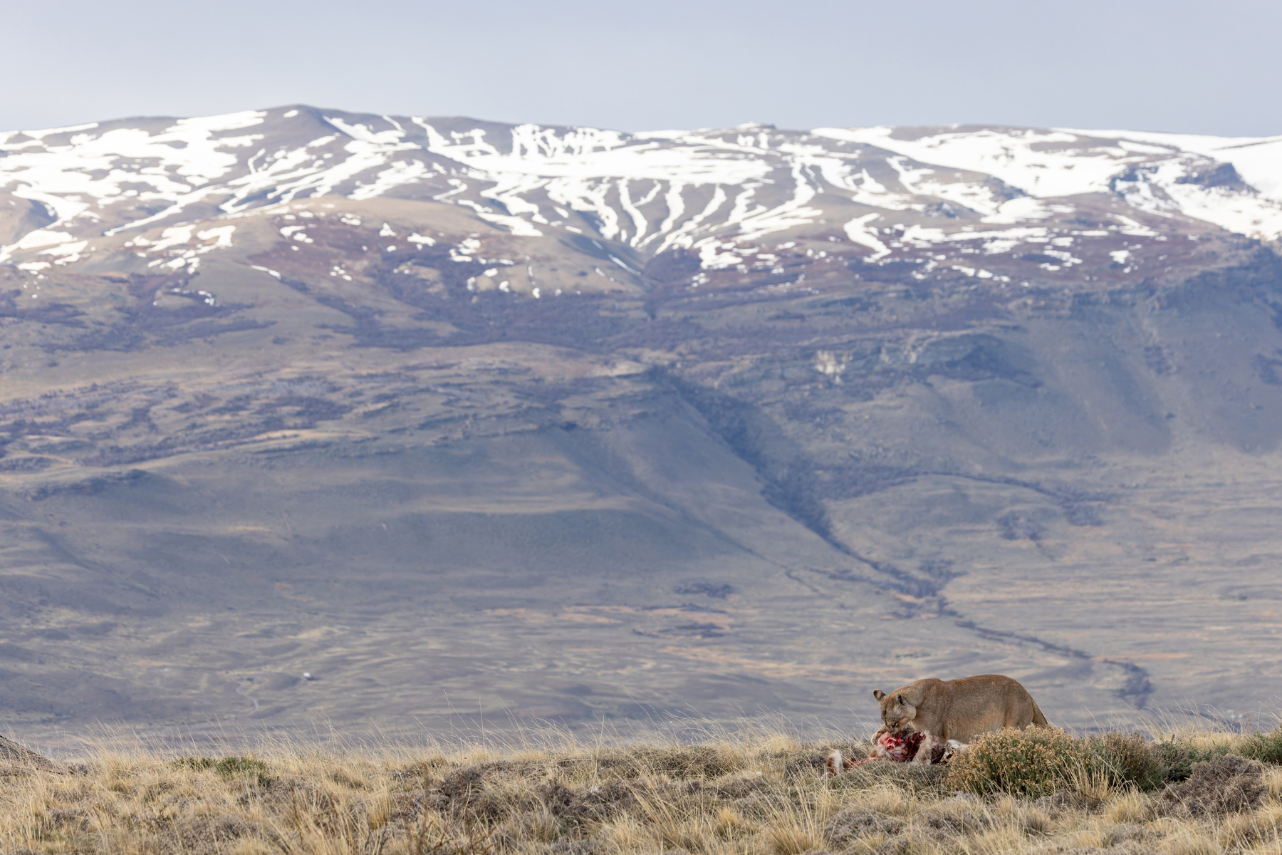 The Situation - Rupestre’s kill in a vast Patagonian landscape (image by Mike Watson)
