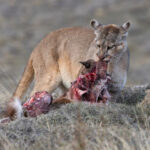 Pumas strip a Guanaco carcass of its flesh down to the bones (image by Mike Watson)