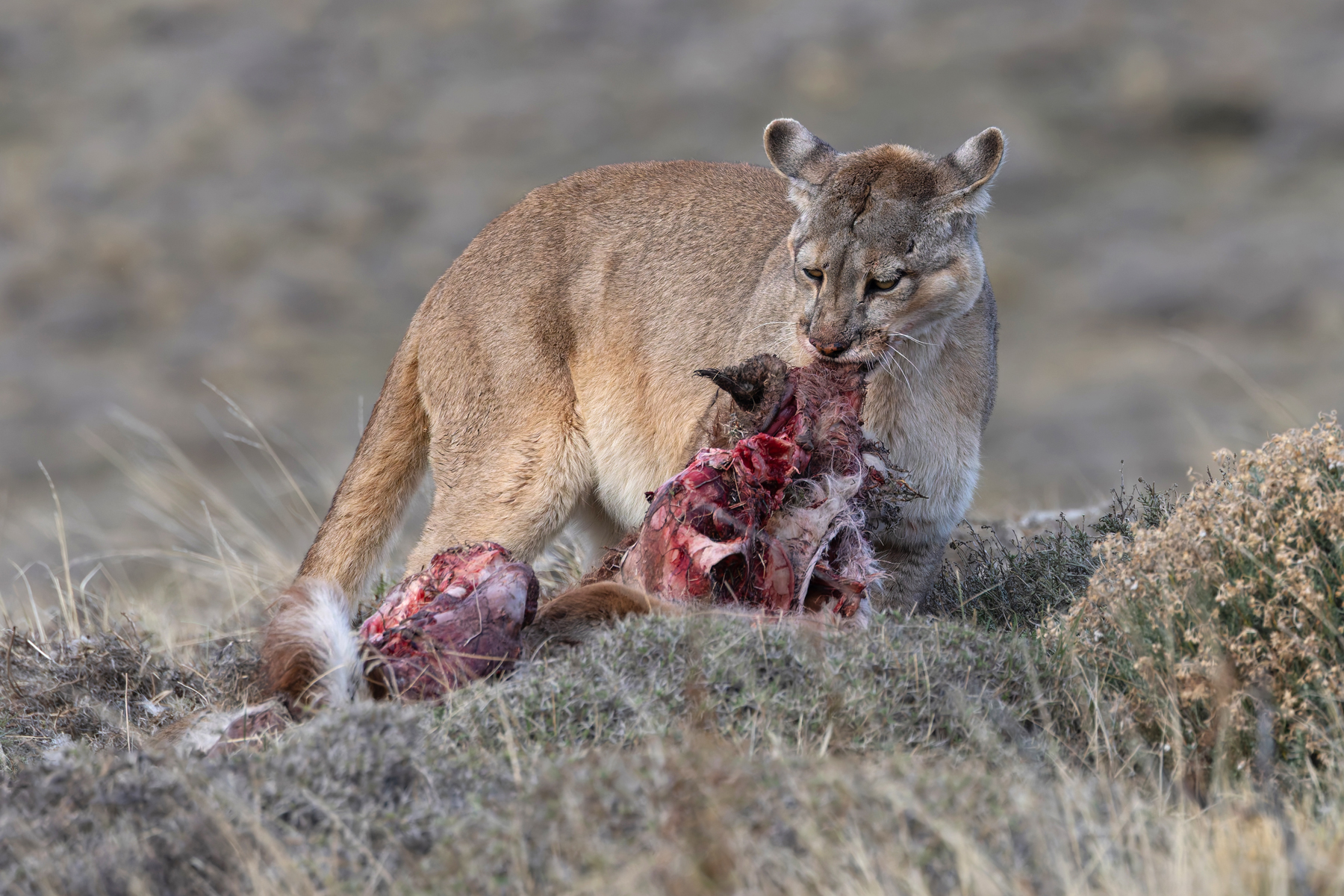 Pumas strip a Guanaco carcass of its flesh down to the bones (image by Mike Watson)