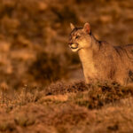 Beautiful Puma in golden light (image by Wild Images guest Stuart Hahn)