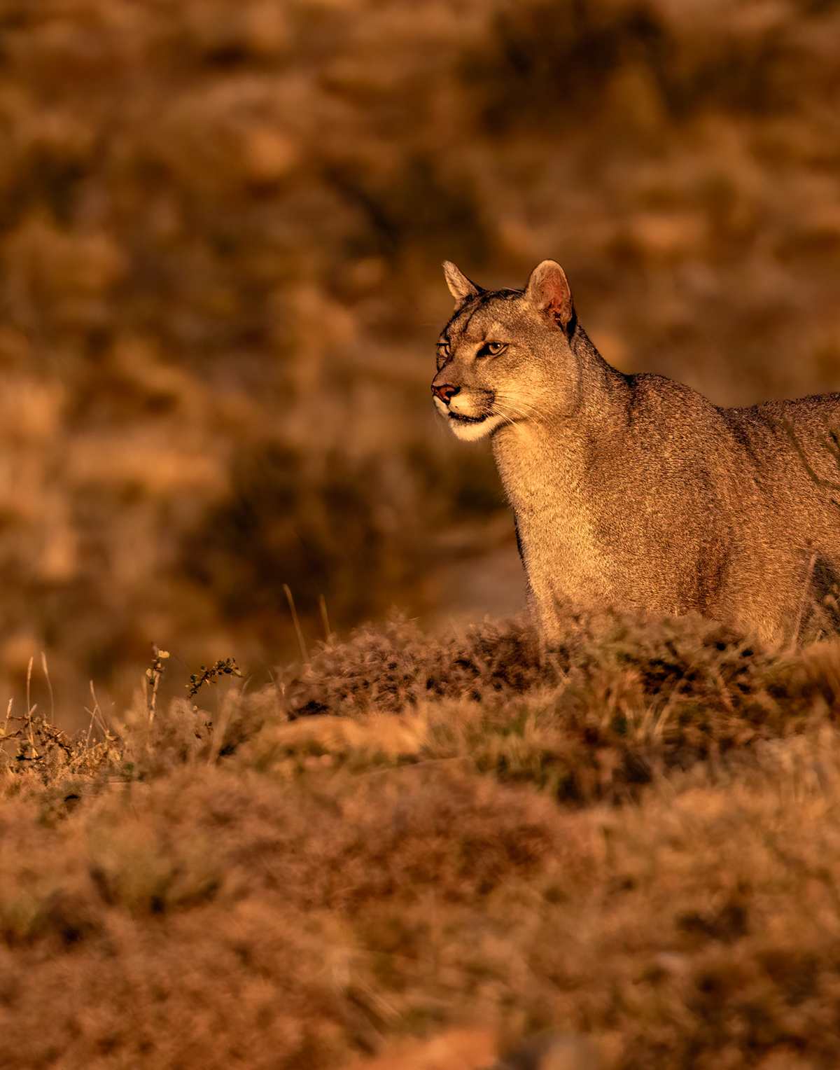 Beautiful Puma in golden light (image by Wild Images guest Stuart Hahn)