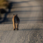 Pumas, like all cats, love to walk on established trails (image by Wild Images guest Stuart Hahn)