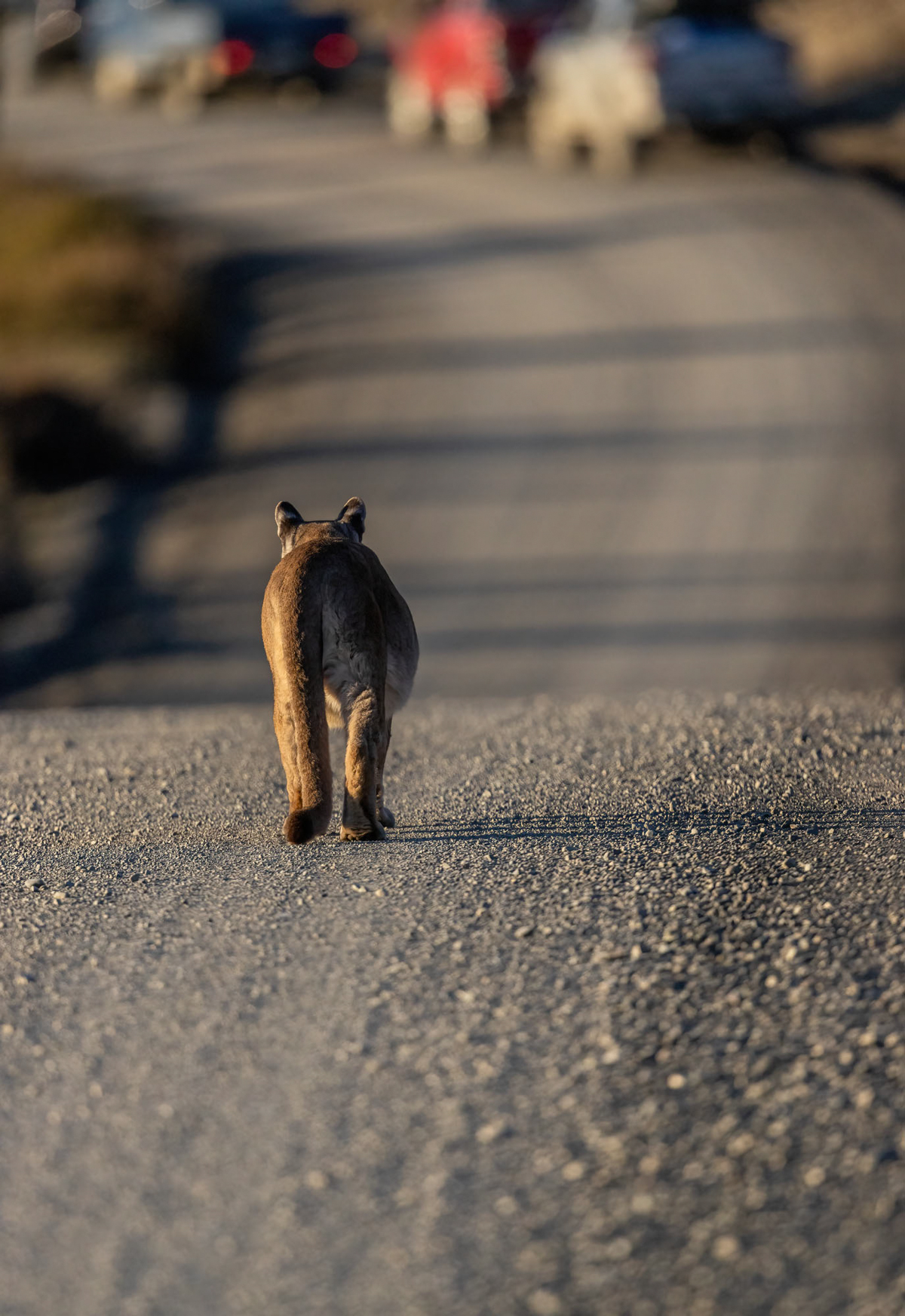 Pumas, like all cats, love to walk on established trails (image by Wild Images guest Stuart Hahn)