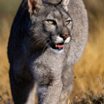 Up close with Pumas (image by Wild Images guest Stuart Hahn)
