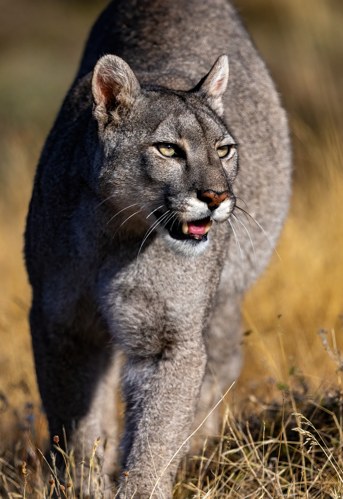 Up close with Pumas (image by Wild Images guest Stuart Hahn)