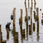 Abstract of Pylons (image by Wild Images guest Stuart Hahn)