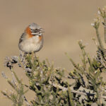 Rufous-collared Sparrow - one of at least a million opportunities (image by Mike Watson)