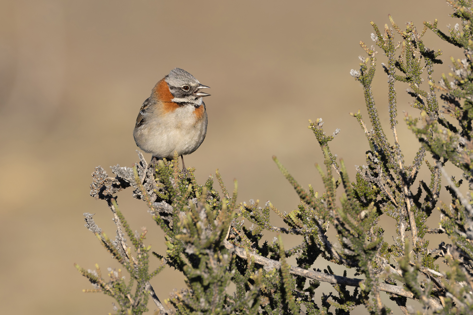Rufous-collared Sparrow - one of at least a million opportunities (image by Mike Watson)