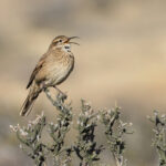 Scale-throated Earthcreeper, its ‘squeaky bicycle wheel’ song is the soundtrack to the Mata Negra (image by Mike Watson)