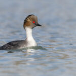 Silvery Grebe, of the Patagonian form - simply gorgeous! (image by Mike Watson)