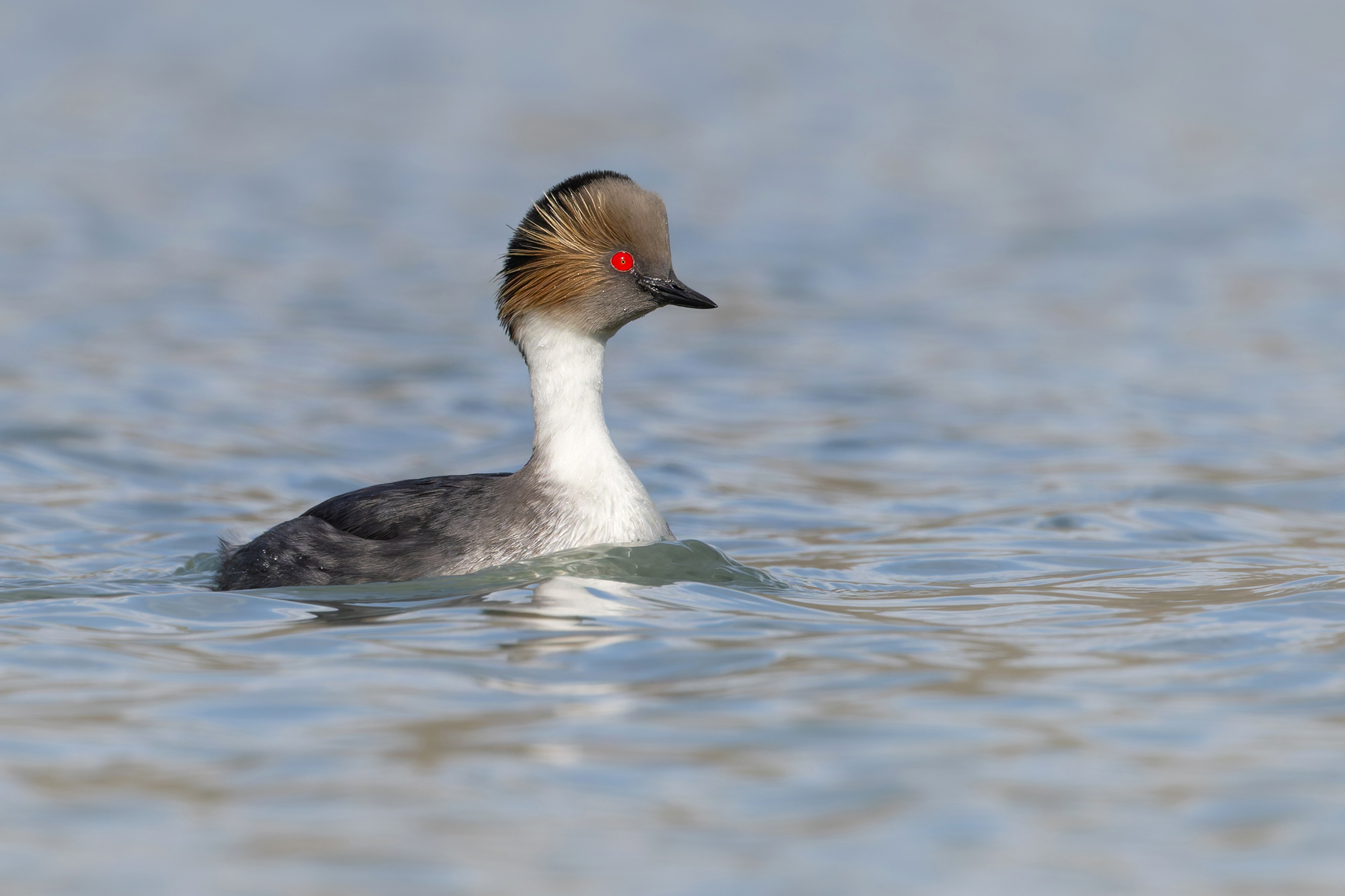 Silvery Grebe, of the Patagonian form - simply gorgeous! (image by Mike Watson)