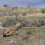 South American Gray Fox, this one was feeding on a mass emergence of stag beetles! (image by Mike Watson)