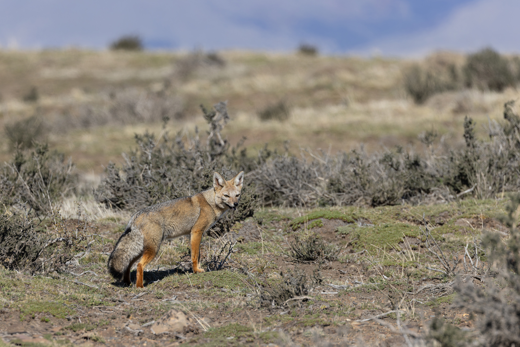 South American Gray Fox, this one was feeding on a mass emergence of stag beetles! (image by Mike Watson)
