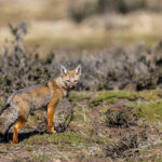 South American Gray Fox (image by Wild Images guest Stuart Hahn)