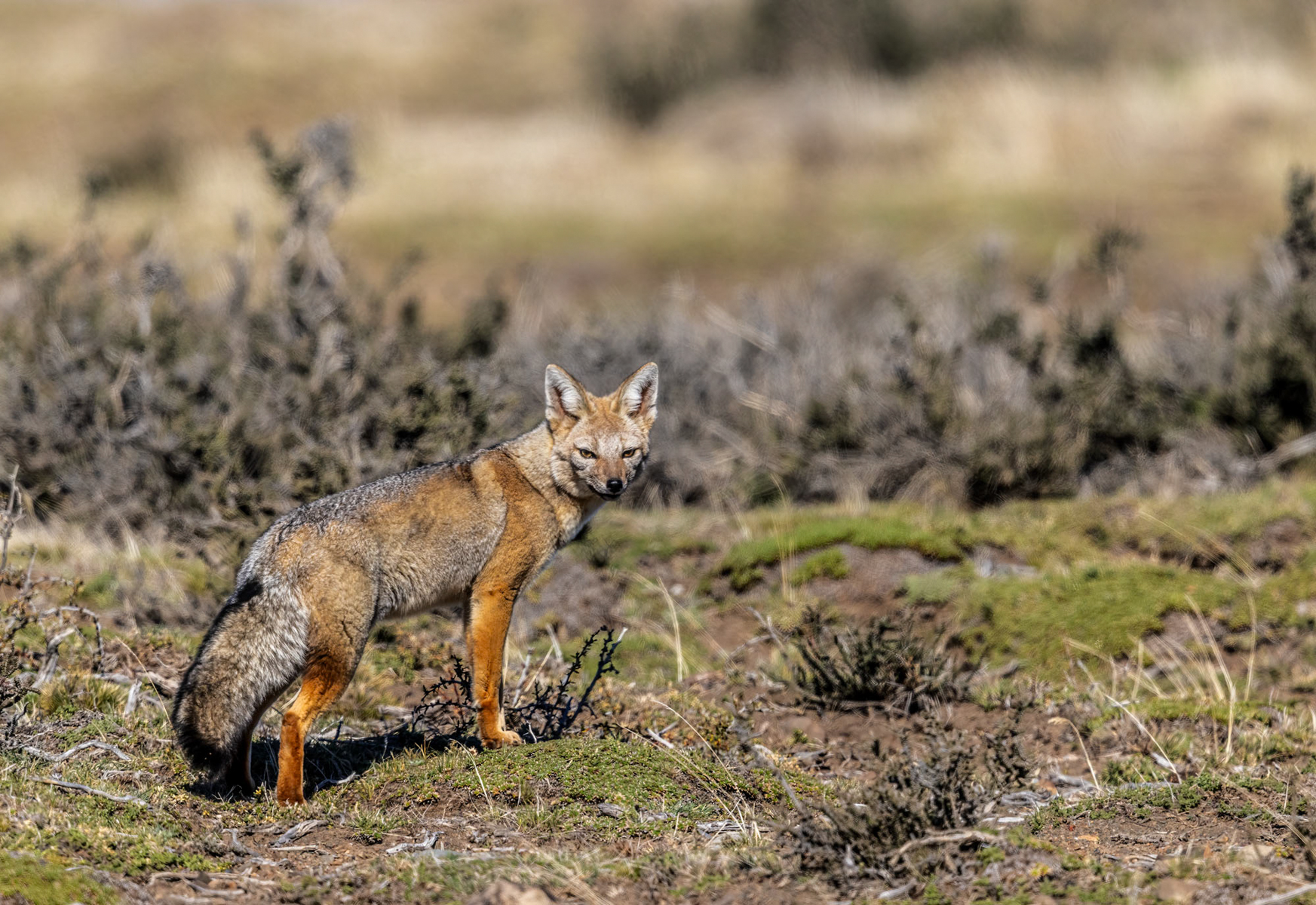 South American Gray Fox (image by Wild Images guest Stuart Hahn)