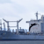A Southern Giant Petrel soars past a Chilean navy ship (image by Mike Watson)