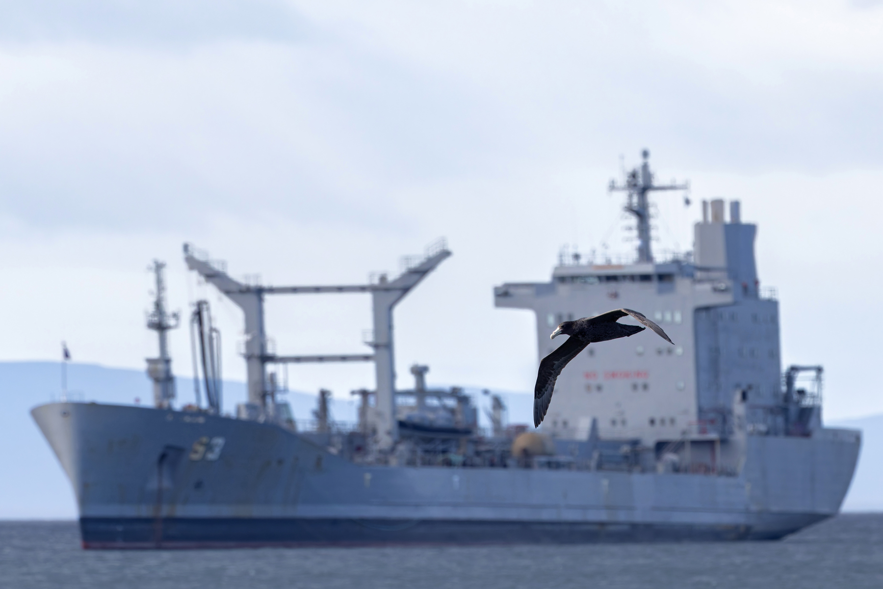 A Southern Giant Petrel soars past a Chilean navy ship (image by Mike Watson)