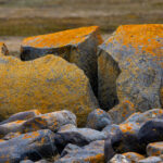 Split rock with lichens (image by Wild Images guest Stuart Hahn)
