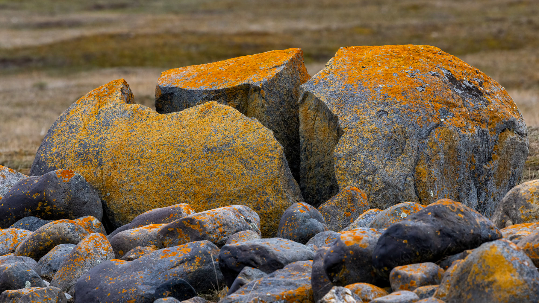Split rock with lichens (image by Wild Images guest Stuart Hahn)