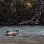 Torrent Ducks inhabit fast-slowing rivers in the Andes (image by Mike Watson)