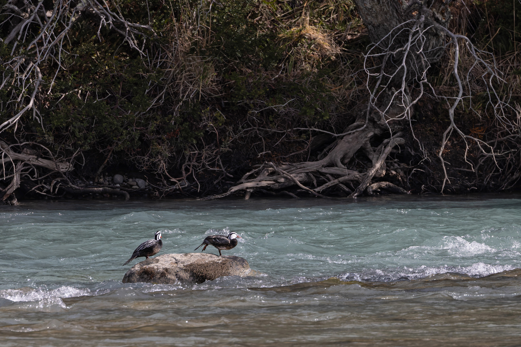 Torrent Ducks inhabit fast-slowing rivers in the Andes (image by Mike Watson)