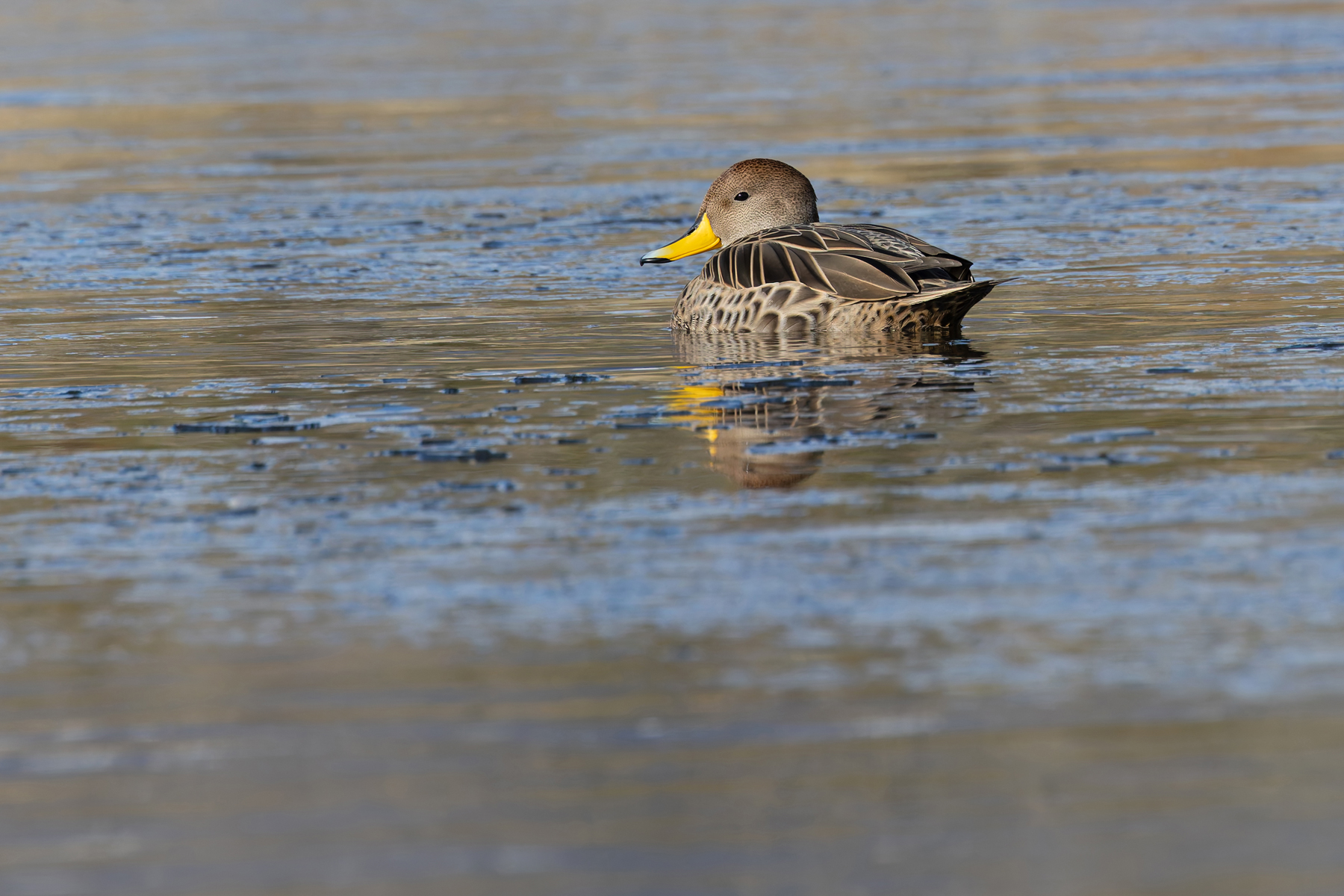 Yellow-billed Pintail by Lake Sarmiento (image by Mike Watson)