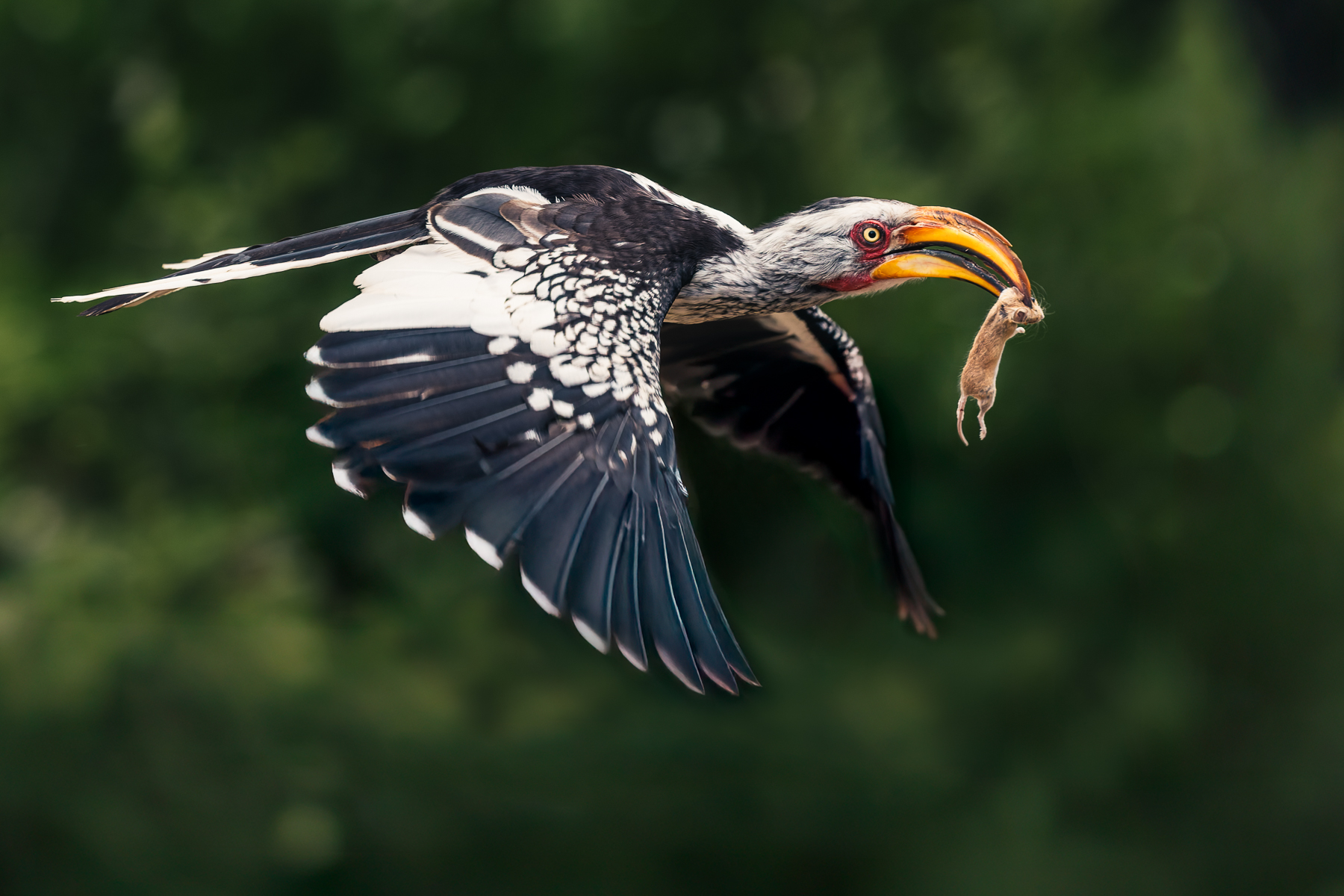 A Southern Yellow-billed Hornbill flies off with its prey - a recently-caught Desert Pygmy Mouse, that had scurried around our boots at lunchtime, hoping to escape the hornbill's prying eyes (image by Virginia Wilde)