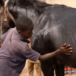 After the ride the Batonu horsemen reward the horses with love and care (image by Ingrid Koedood)