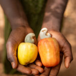 On our way north through Benin, cashew plantations lined the road (image by Ingrid Koedood)