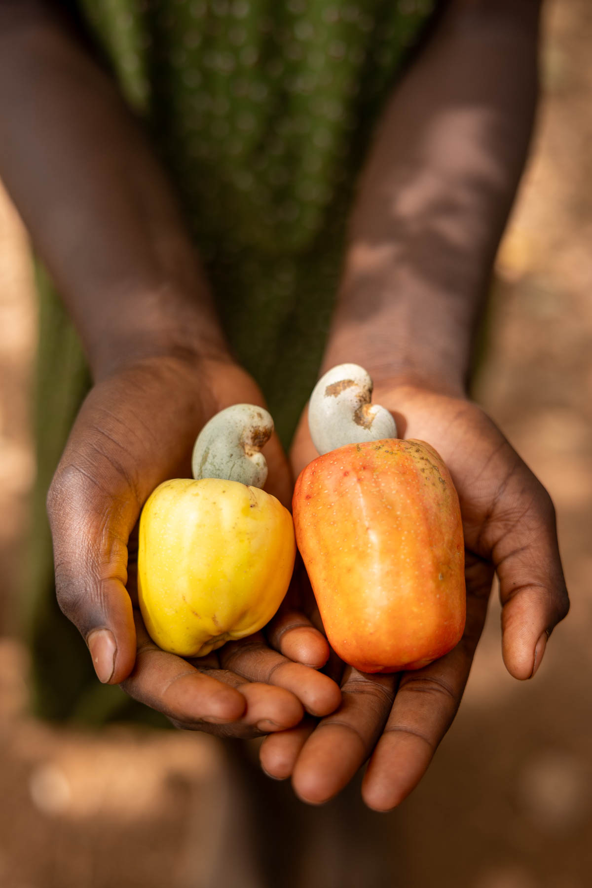 On our way north through Benin, cashew plantations lined the road (image by Ingrid Koedood)