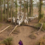 We stopped on the road as a large herd of cattle crossed our path (image by Ingrid Koedood)