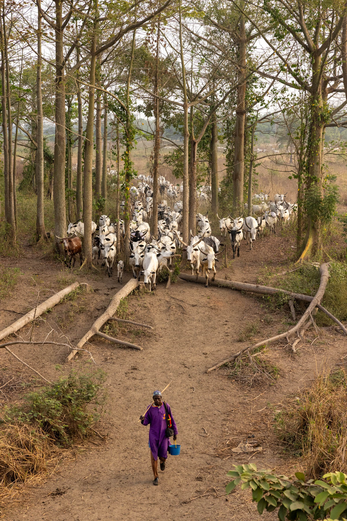 We stopped on the road as a large herd of cattle crossed our path (image by Ingrid Koedood)