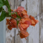 Old & New - Grand Bassam Blossom (Image by Craig Baulcomb)