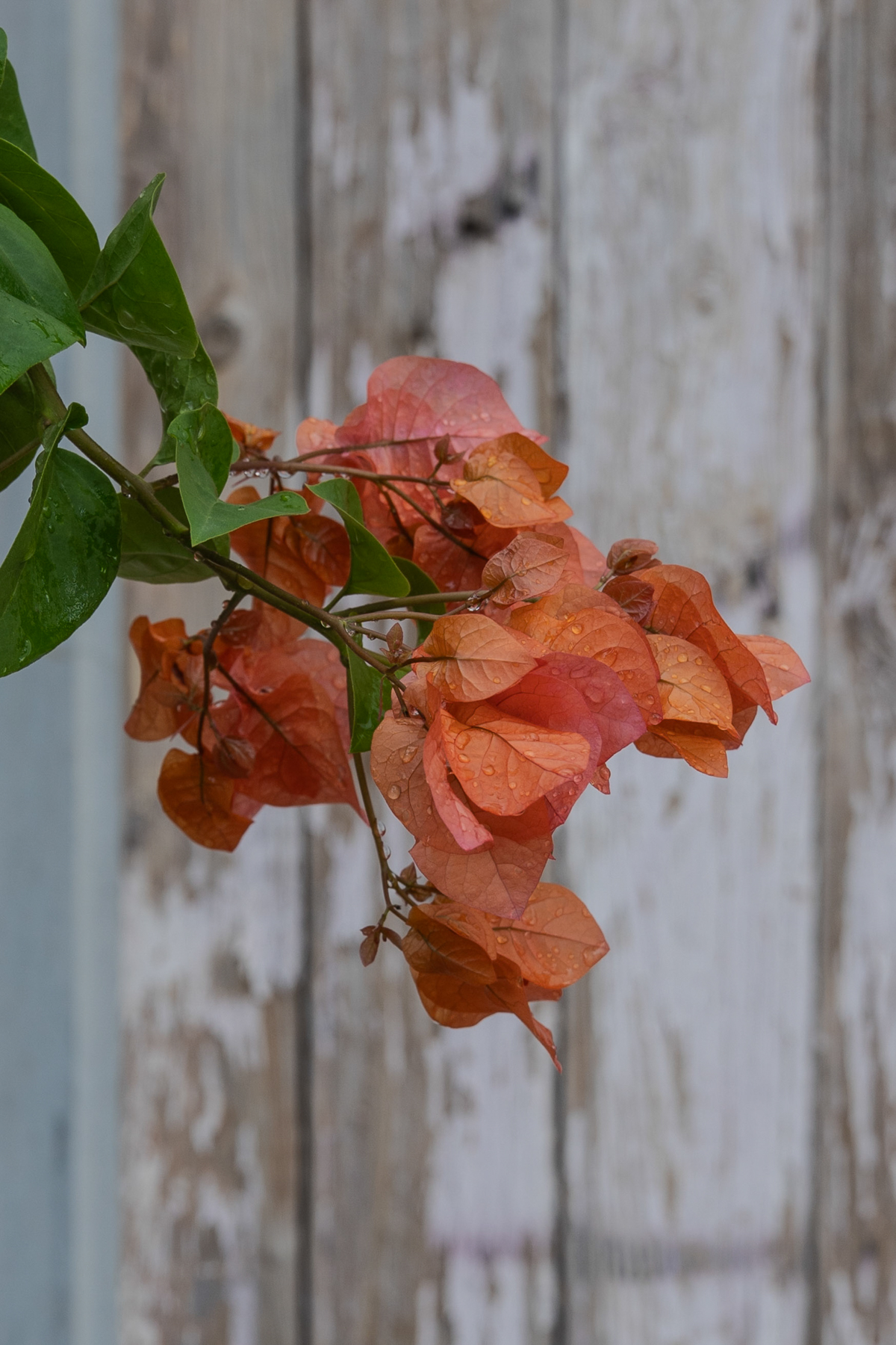 Old & New - Grand Bassam Blossom (Image by Craig Baulcomb)