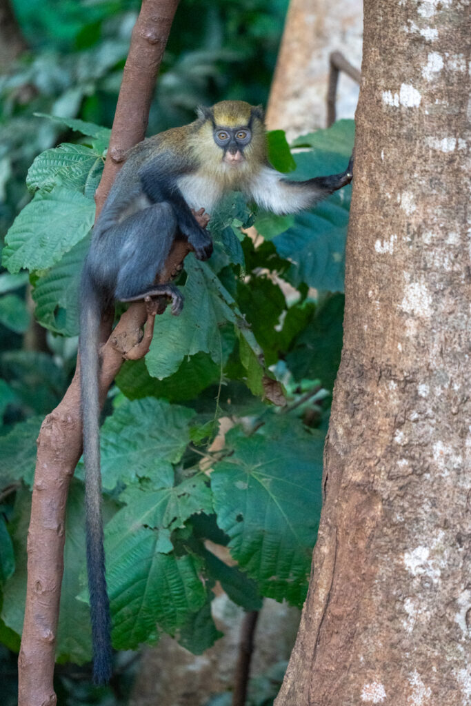 Another captivating tale tells of a king of that era who lived in the Gbépleu forest. To expand his kingdom, he needed to perform a human sacrifice and chose his own daughter. A pit was dug in the forest, covered with leaves, and the girl was sent into it, falling into the trap and dying a few days later. This is how Gbépleu expanded to become Man. The forest in which the sacrific took place is now home to rescued Sooty Mangabey monkeys from Tai (image by Inger Vandyke)