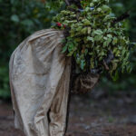 Senufo Salutation - Honouring the Sacred Forest (Image by Craig Baulcomb)