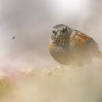 Alpine Accentor, Habre’s Nest (Image by Mike Watson)