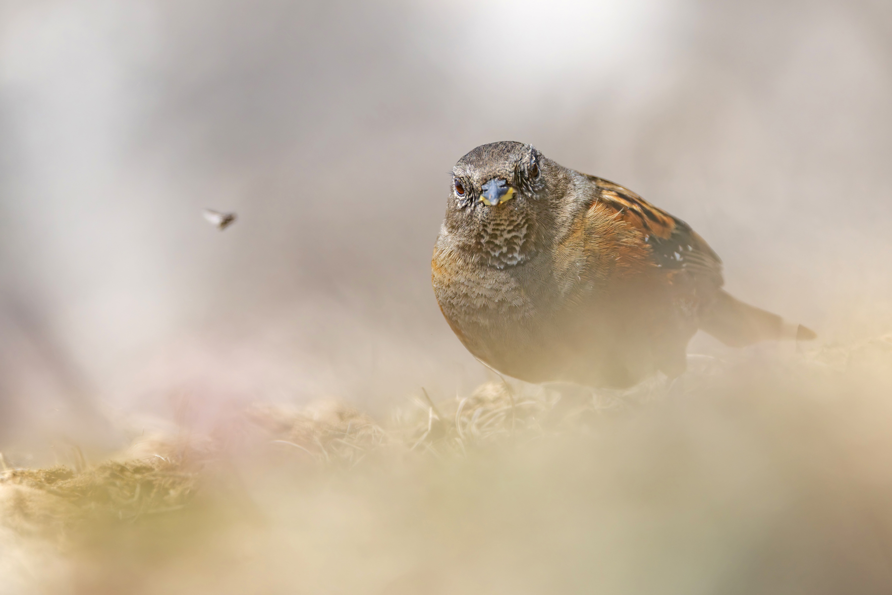Alpine Accentor, Habre’s Nest (Image by Mike Watson)