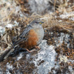 Alpine Accentor, Habre’s Nest (Image by Mike Watson)