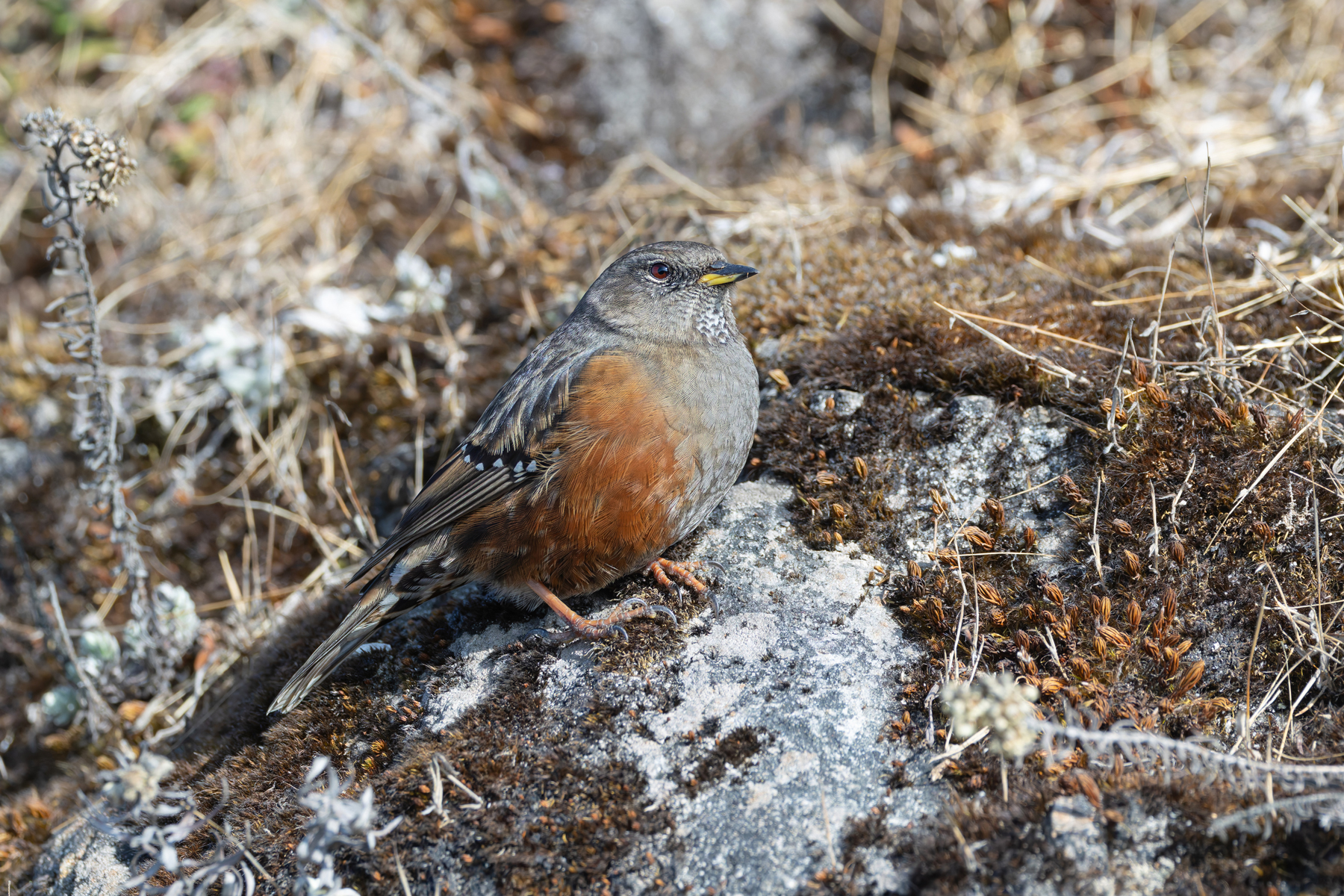 Alpine Accentor, Habre’s Nest (Image by Mike Watson)