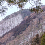 Alpine Forest at Jigokudani (Image by Mike Watson)