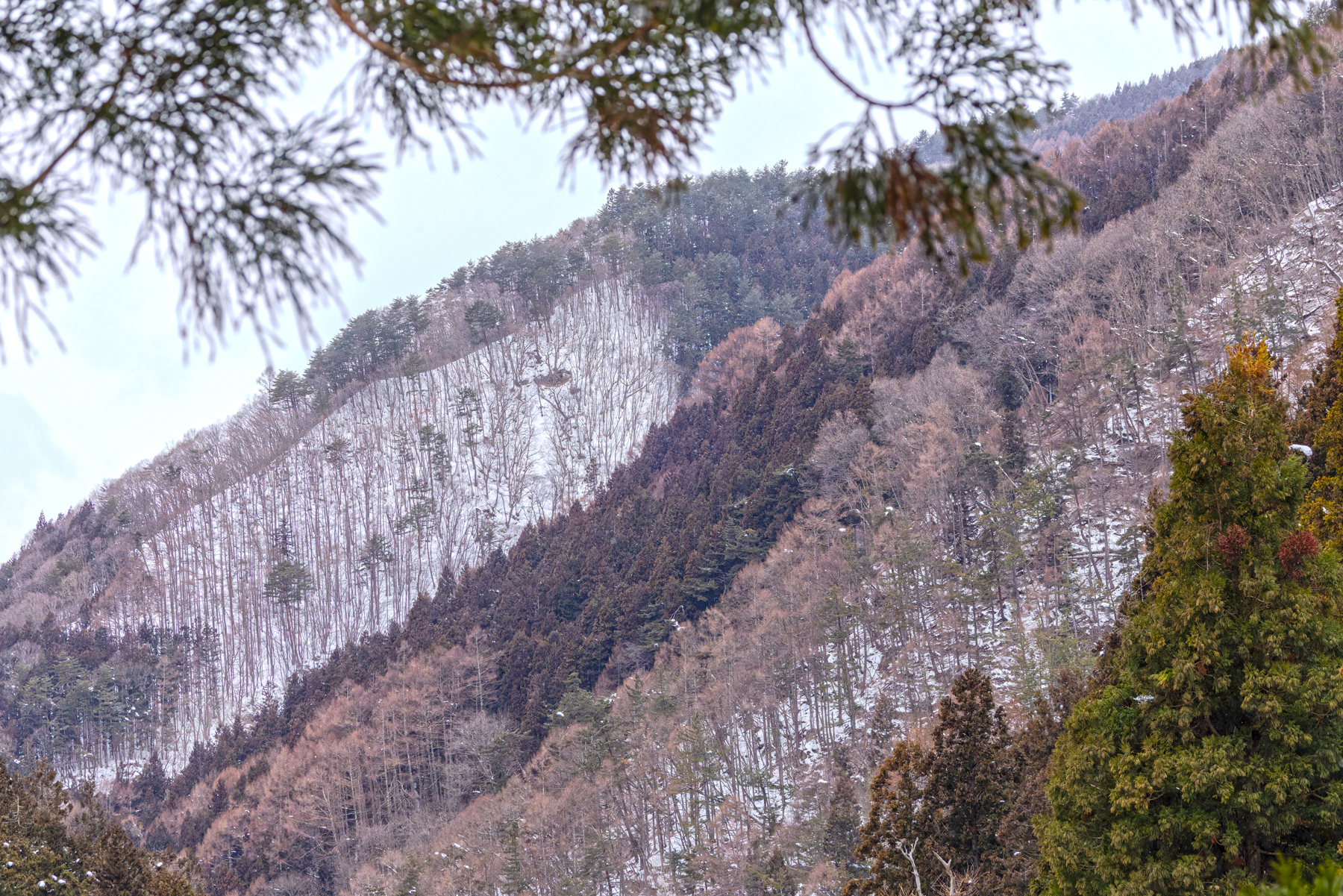 Alpine Forest at Jigokudani (Image by Mike Watson)