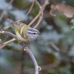 Ashy-throated Warbler, a classic Himalayan leaf warbler (Image by Mike Watson)