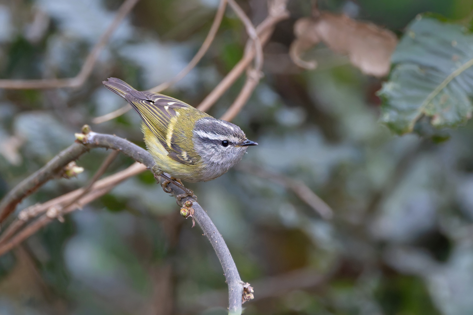 Ashy-throated Warbler, a classic Himalayan leaf warbler (Image by Mike Watson)