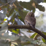 Asian Barred Owlet, another demon of the hill forests, hated by all small birds (Image by Mike Watson)