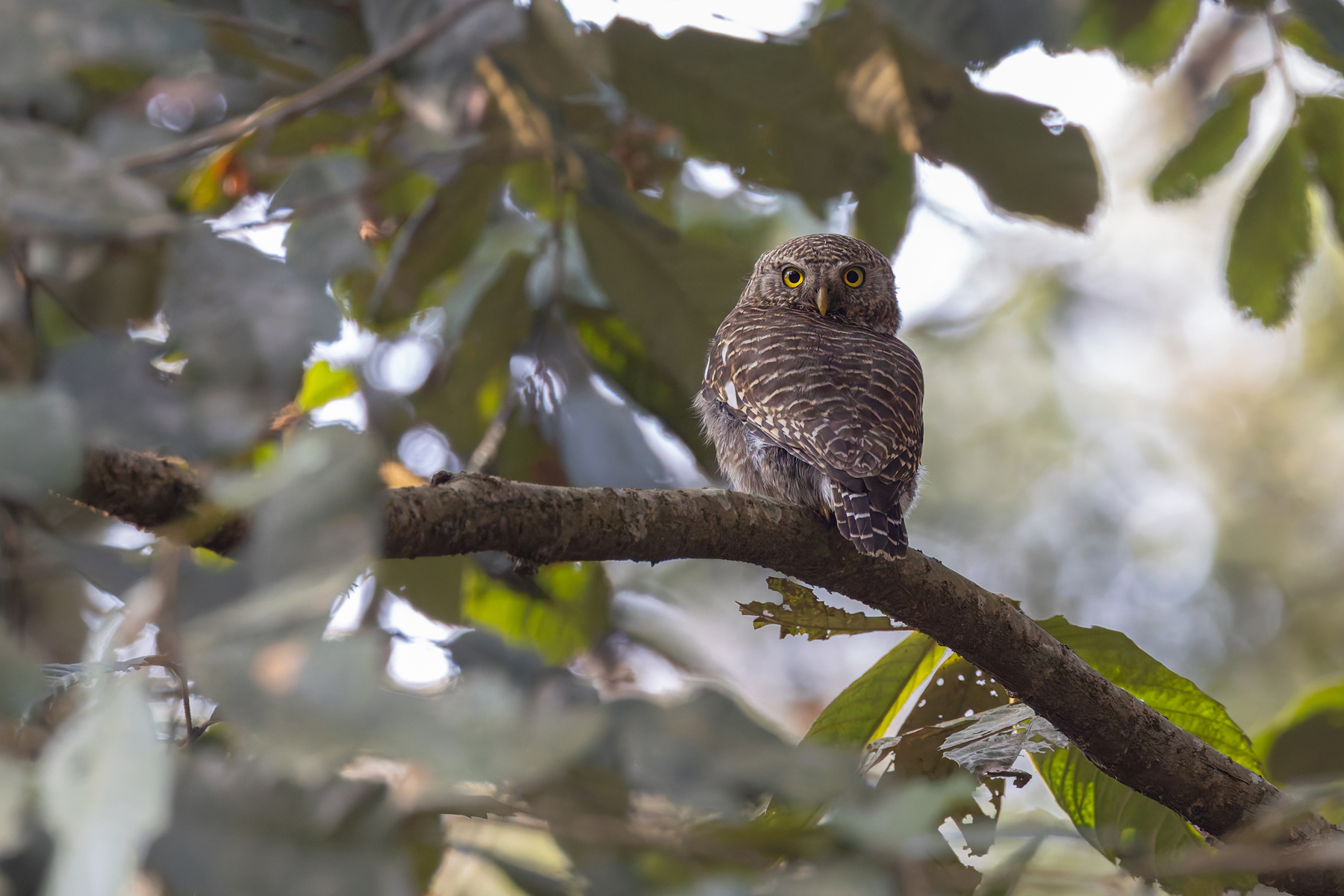 Asian Barred Owlet, another demon of the hill forests, hated by all small birds (Image by Mike Watson)