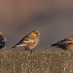 Asian Rosy Finches are few and far between on Hokkaido (Image by Mike Watson)
