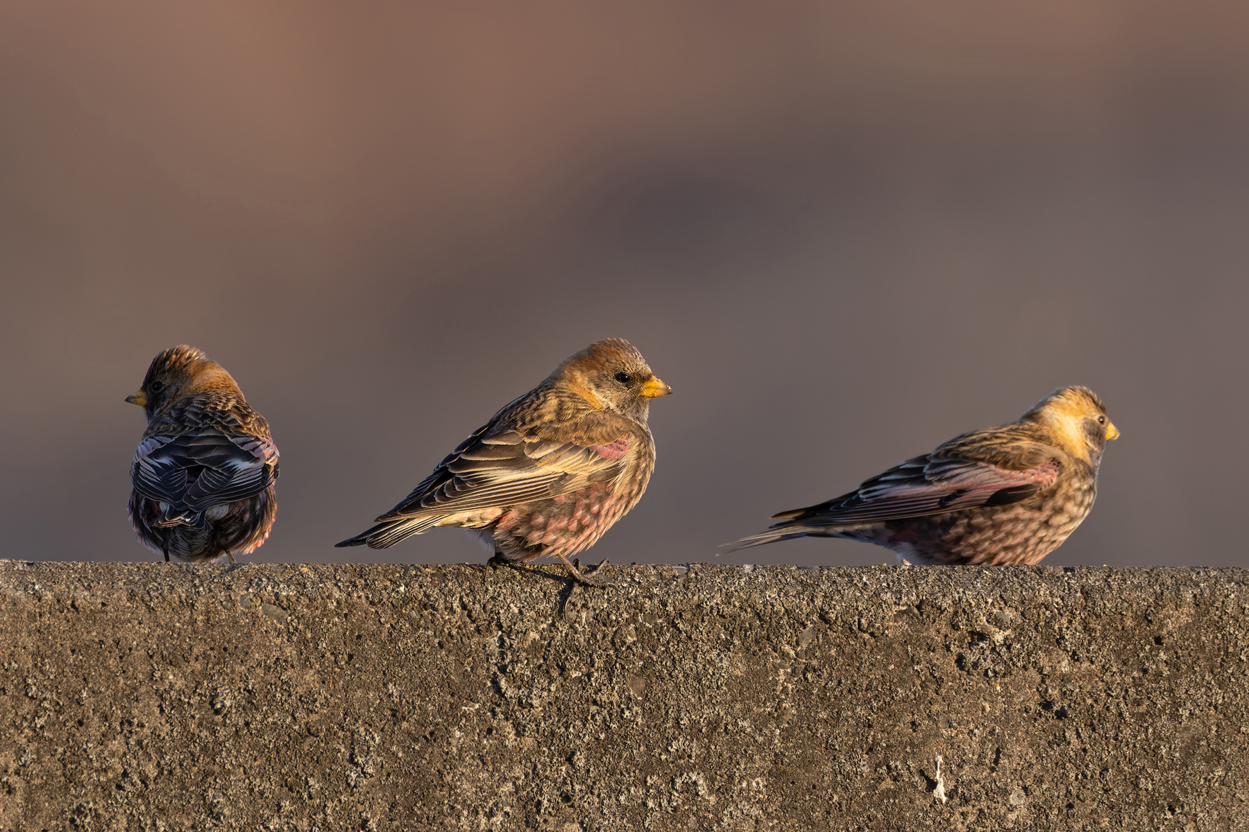 Asian Rosy Finches are few and far between on Hokkaido (Image by Mike Watson)