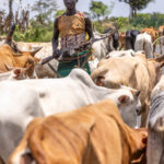 Caught in a traffic jam. A Banna boy is navigating his cattle. (image by Ingrid Koedood)